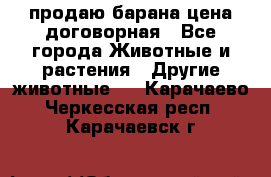 продаю барана цена договорная - Все города Животные и растения » Другие животные   . Карачаево-Черкесская респ.,Карачаевск г.